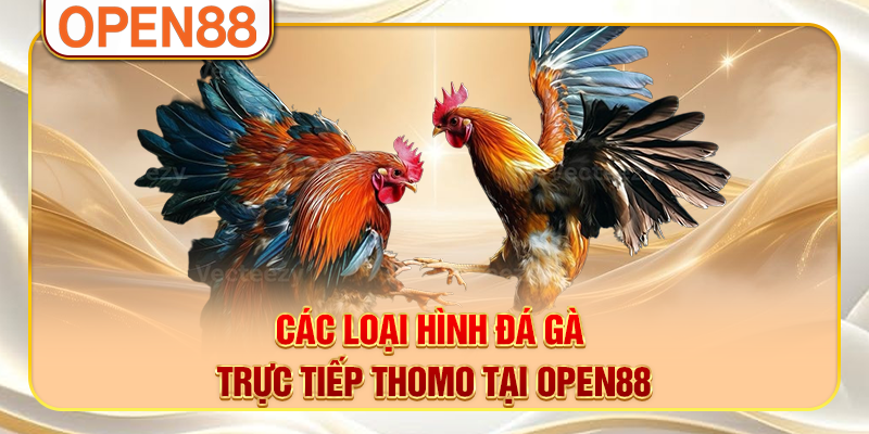 Các loại hình đá gà trực tiếp Thomo tại OPEN88 Các loại hình đá gà trực tiếp Thomo tại OPEN88